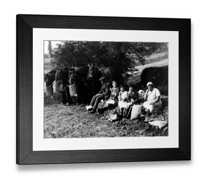 Framed Print : Farm labourers having a meal break - horses enjoying a food break too
