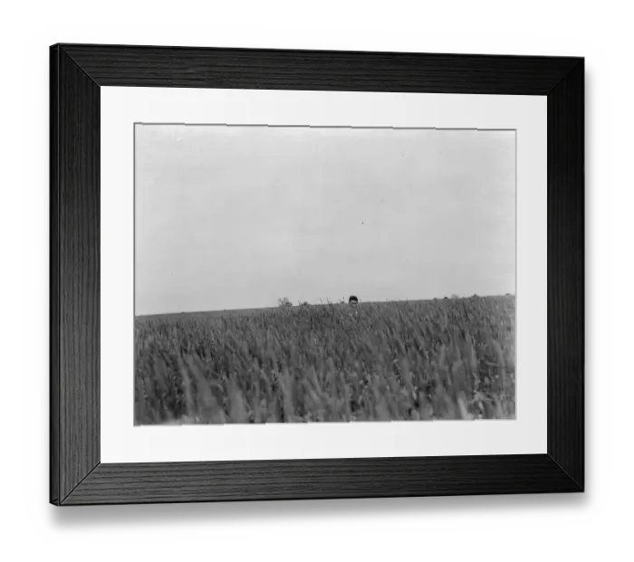 Framed Print : Only the head of a man can be seen over the tall wheat stems. 1937 Framed Print : Only the head of a man can be seen over the tall wheat stems. 1937