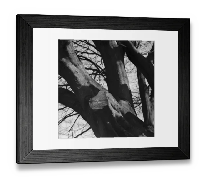 Framed Print : A lopped beech tree branch with rising sap. 1939