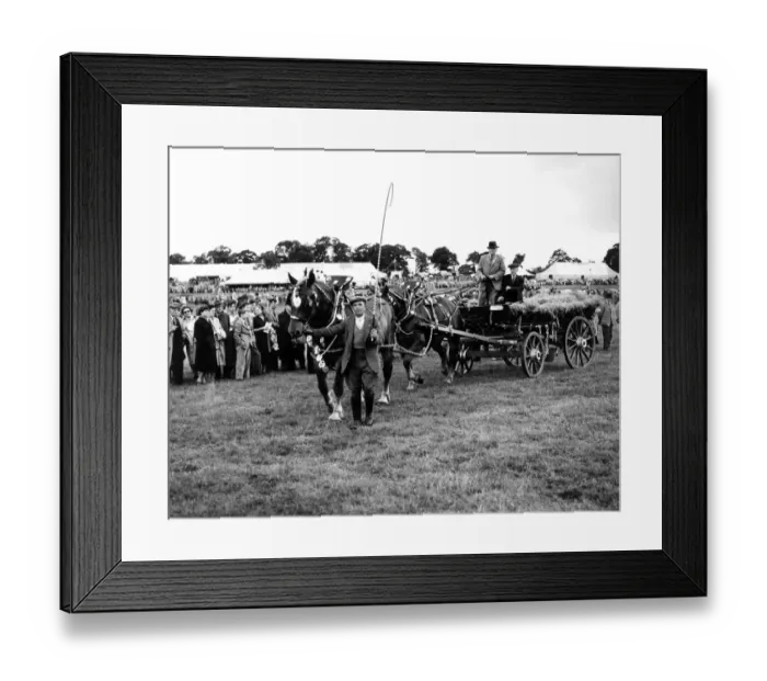 Framed Print : Mr John C Sims Captain and Colonial - two Suffolk Punches, in the Trade or Agricultural
