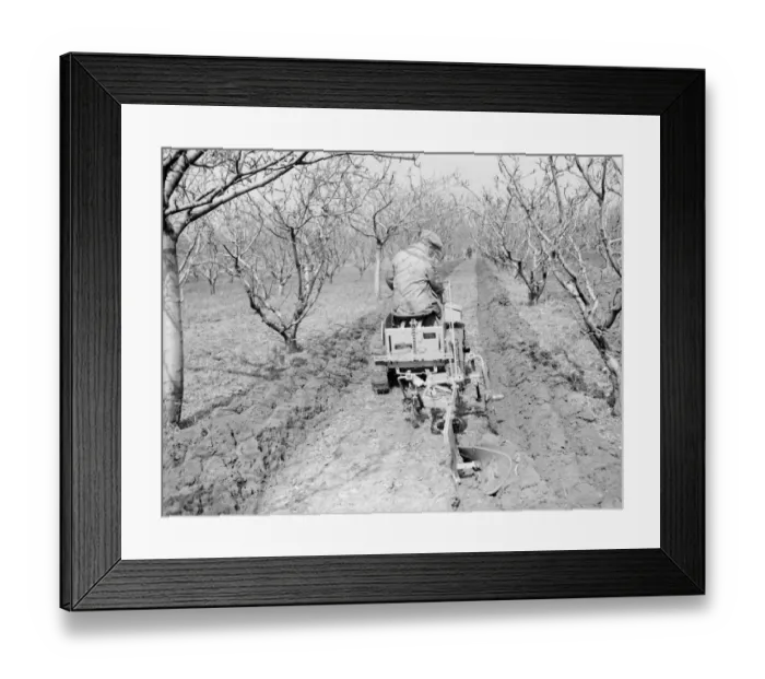Framed Print : The Ransomes from Ipswich demonstrate their MG2 Motor Garden Cultivator in East Malling
