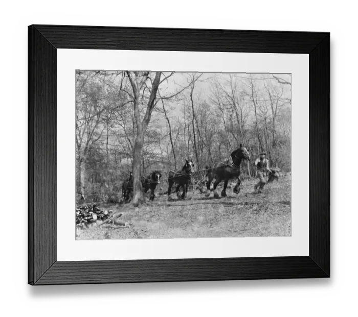 Framed Print : Tree felling at Stockbury, Kent. 1937