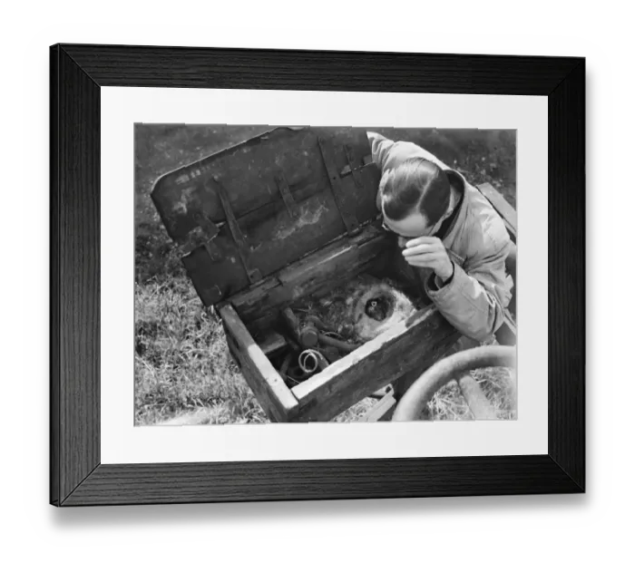 Framed Print : Tomtits nest in tool box in Lenham. 1936 Framed Print : Tomtits nest in tool box in Lenham. 1936