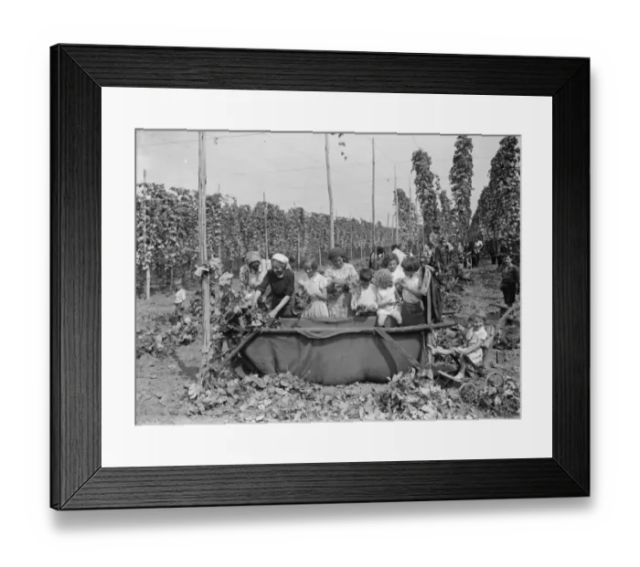 Framed Print : Hop picking. 1935