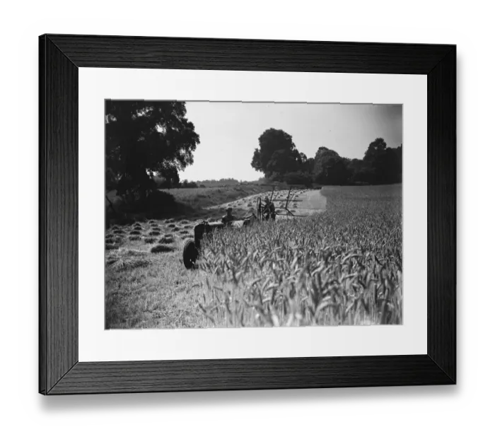 Framed Print : Harvest. 1935 Framed Print : Harvest. 1935