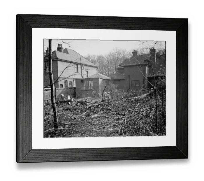 Framed Print : Felled trees in the at the back garden of of No 1 Birchwood Avenue, Beckenham, Kent Framed Print : Felled trees in the at the back garden of of No 1 Birchwood Avenue, Beckenham, Kent
