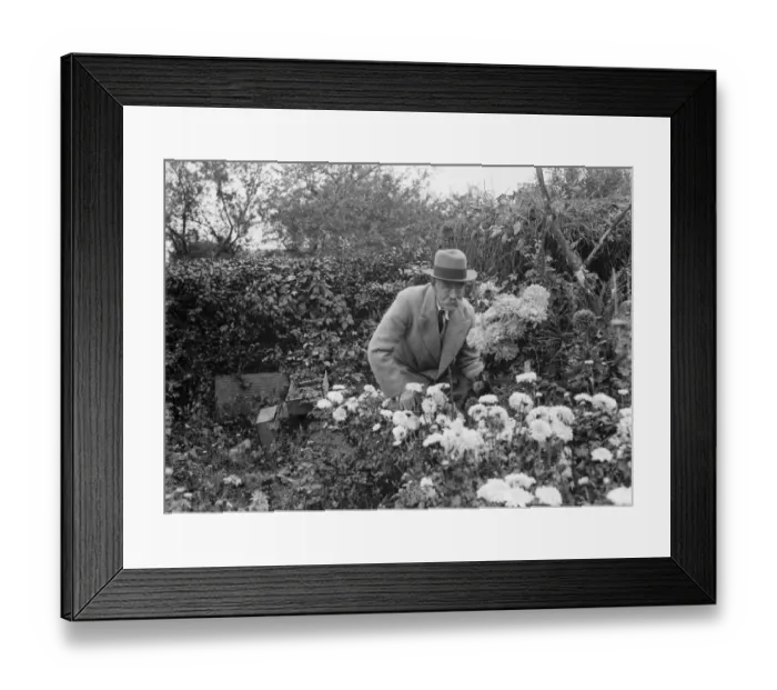 Framed Print : Mr Baxter in his garden in Sidcup, Kent. 1935 Framed Print : Mr Baxter in his garden in Sidcup, Kent. 1935