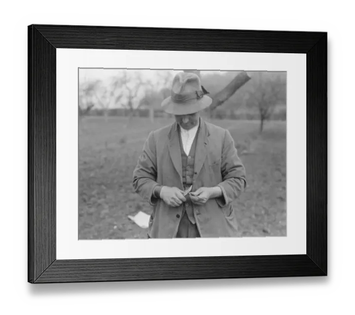 Framed Print : A man grafting apple trees. 1939 Framed Print : A man grafting apple trees. 1939