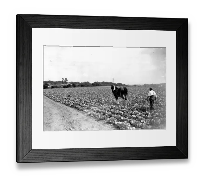 Framed Print : Cabbage plantation. 1934 Framed Print : Cabbage plantation. 1934