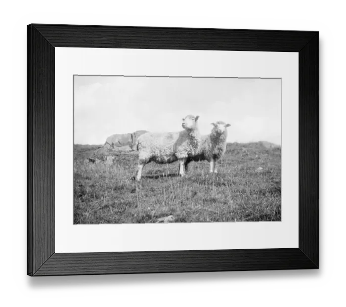 Framed Print : Sheep. 1933 Framed Print : Sheep. 1933