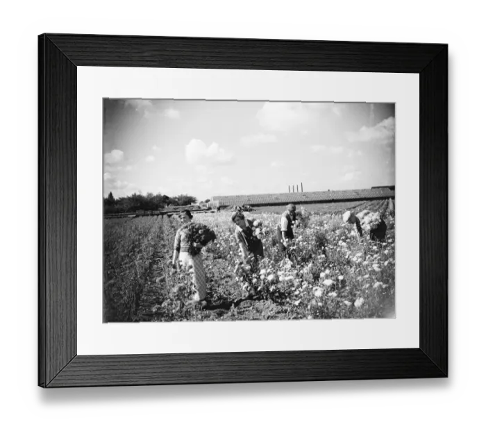 Framed Print : Workers in the field picking chrysanthemums. 1935 Framed Print : Workers in the field picking chrysanthemums. 1935