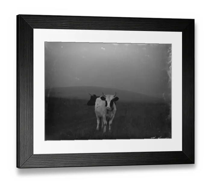 Framed Print : Double head cow. 1934 Framed Print : Double head cow. 1934