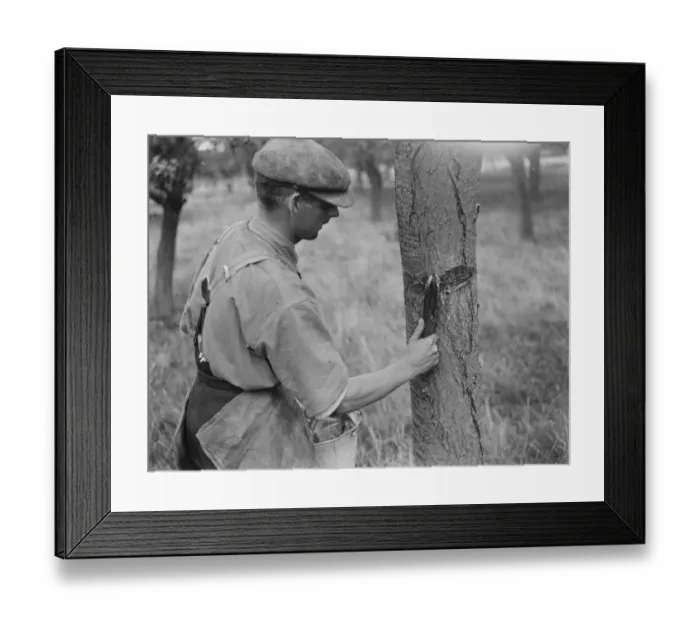 Framed Print : A man is stickybanding a fruit tree to prevent insects from crawling up it