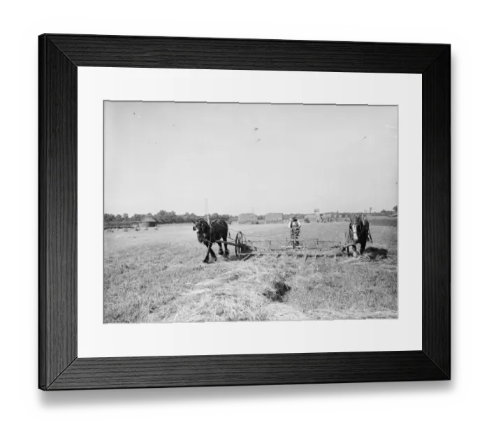 Framed Print : Farm workers in Farningham with his horse team collect hay. 1935 Framed Print : Farm workers in Farningham with his horse team collect hay. 1935