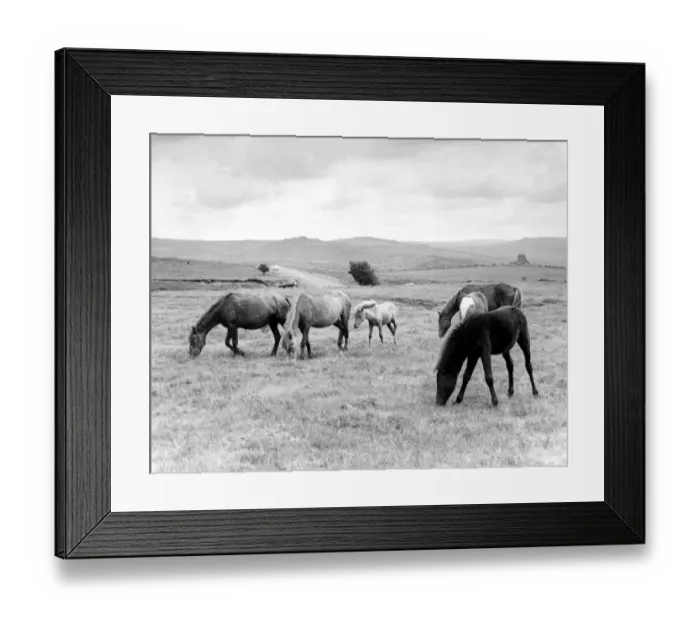 Framed Print : Devon - Dartmoor ponies