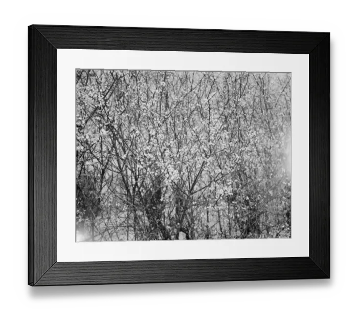 Framed Print : Blackthorn blossom in Farningham, Kent. 1936 Framed Print : Blackthorn blossom in Farningham, Kent. 1936