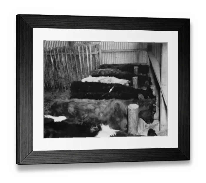 Framed Print : Bullocks in the cattle shed feeding. 1936