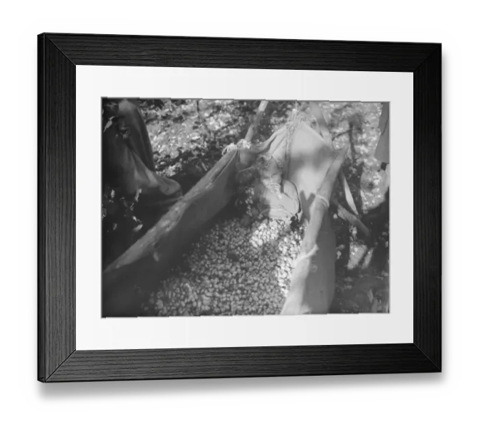 Framed Print : Hops collected. Children help hop picking. 1935 Framed Print : Hops collected. Children help hop picking. 1935