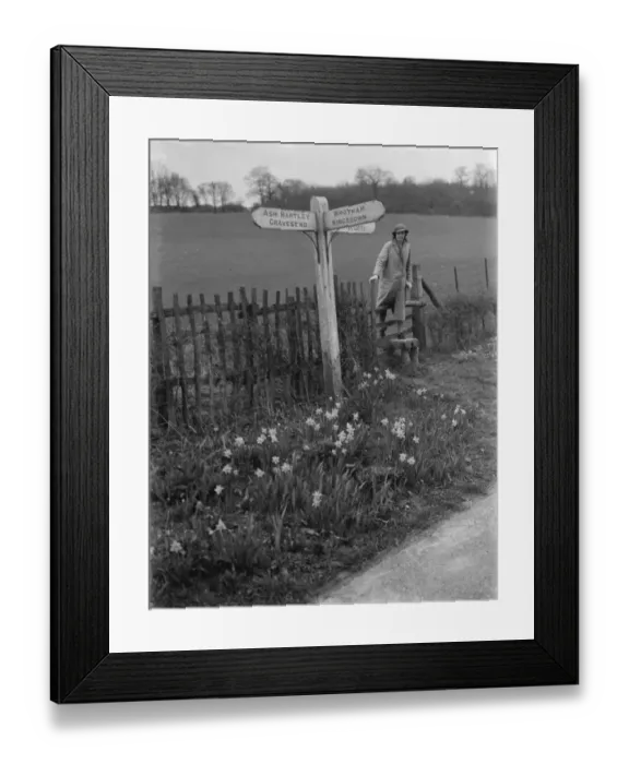Framed Print : Daffodils growing by the wayside near Stansted, Kent. 1937