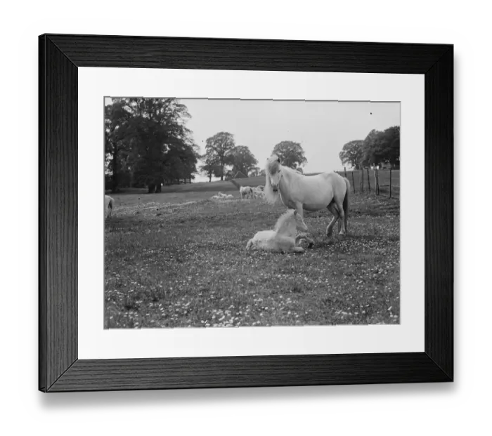 Framed Print : White ponies. Mare and foal in a field. 1935