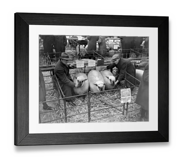 Framed Print : Champ Sheep in Sevenoaks, Kent. 1933