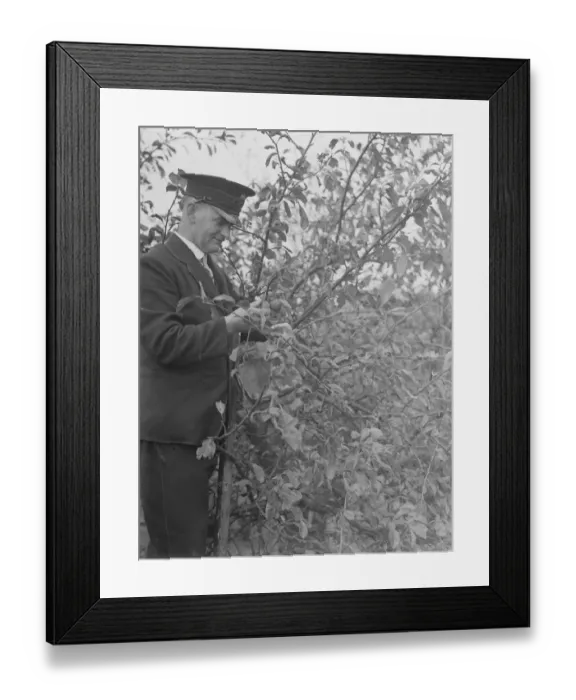 Framed Print : Postman Mr A Cooling up a tree, in Chislehurst, Kent picking pulms Framed Print : Postman Mr A Cooling up a tree, in Chislehurst, Kent picking pulms