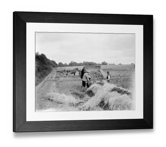 Framed Print : Burying the potatoes in a potato clam at St Mary Cray, Kent. 1938 Framed Print : Burying the potatoes in a potato clam at St Mary Cray, Kent. 1938