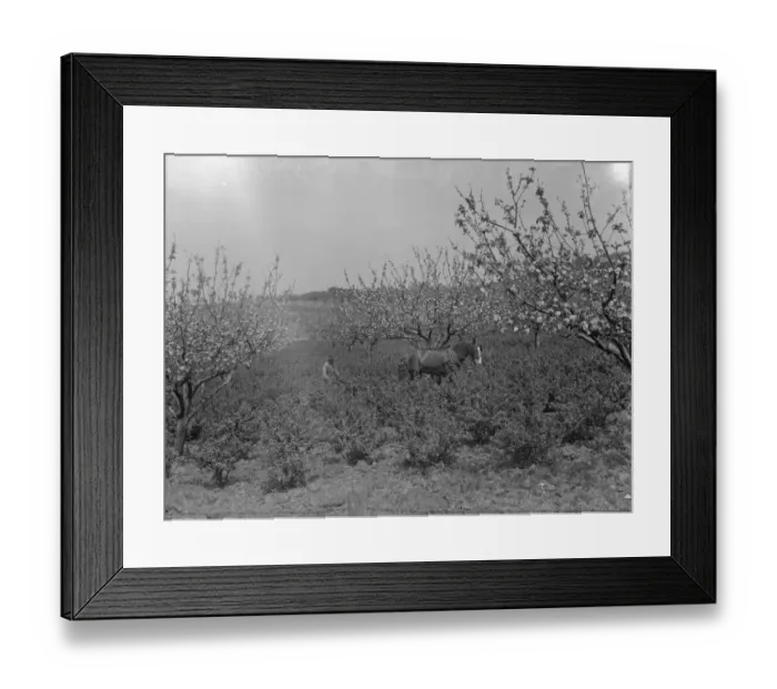 Framed Print : A farmer and his horse tilling between the gooseberry bushes next to the apple blossom Framed Print : A farmer and his horse tilling between the gooseberry bushes next to the apple blossom
