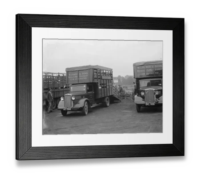 Framed Print : Sheep are being loaded up onto a Bedford lorry belonging to W James & Sons Horse