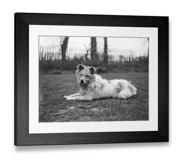 Framed Print : A terrier dog sitting on the lawn, a fence and trees in the background Framed Print : A terrier dog sitting on the lawn, a fence and trees in the background