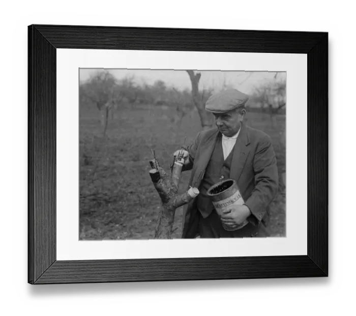 Framed Print : Mr Searles grafting fruit trees. 1939 Framed Print : Mr Searles grafting fruit trees. 1939