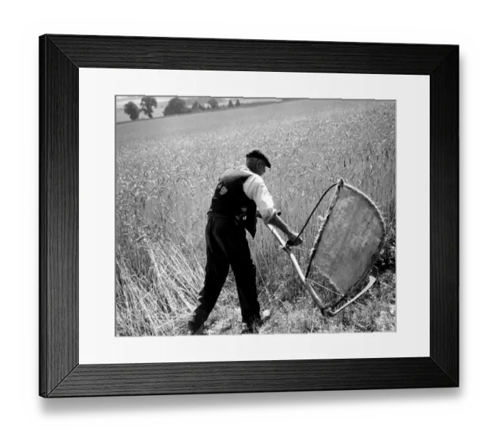 Framed Print : Man cutting corn with a scythe - harvesting by hand. Picture shows Fred Goldup, aged 72