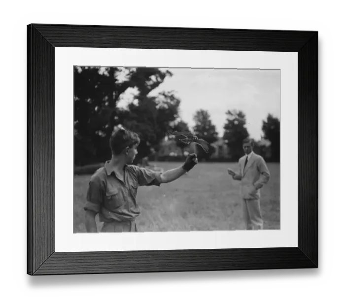Framed Print : Kestrel in flight. 17 August 1937