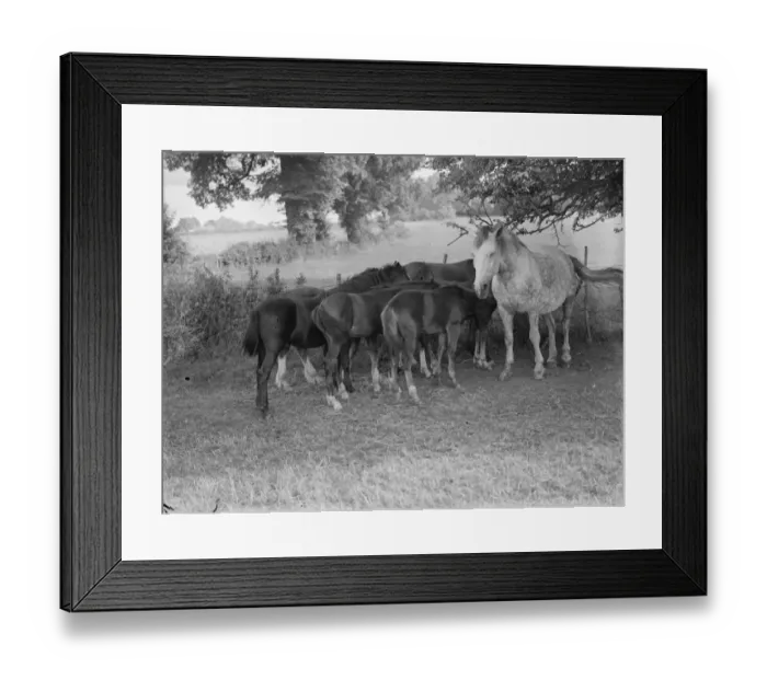 Framed Print : A mare and foals in Farningham, Kent. 1939
