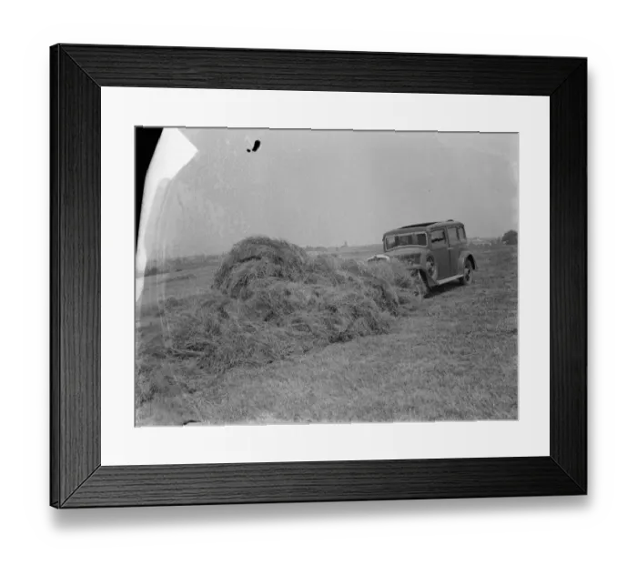 Framed Print : A farmer haymaking using a car. The car has an attachment to the front allowing Framed Print : A farmer haymaking using a car. The car has an attachment to the front allowing