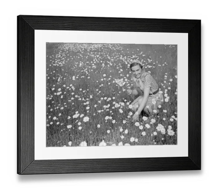 Framed Print : Mrs Muriel Topham junior picking flowers in a field near Meopham, Kent Framed Print : Mrs Muriel Topham junior picking flowers in a field near Meopham, Kent