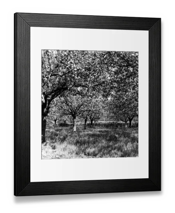 Framed Print : Cherry blossom orchard, Kent, England Framed Print : Cherry blossom orchard, Kent, England