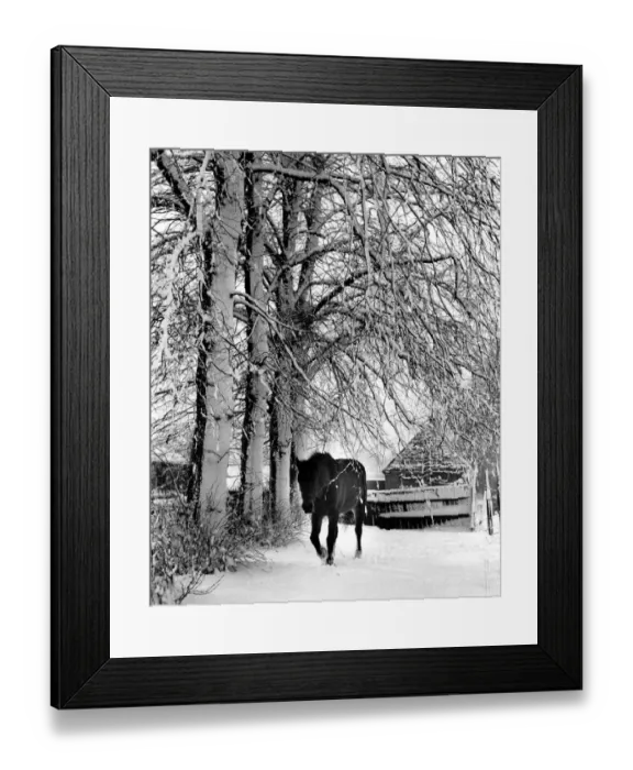 Framed Print : Horse in Snow Framed Print : Horse in Snow