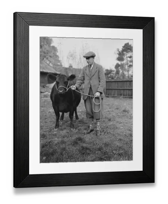 Framed Print : Cecil Twist, cattle agent. E Clifton Brown. Man standing with a cow Framed Print : Cecil Twist, cattle agent. E Clifton Brown. Man standing with a cow
