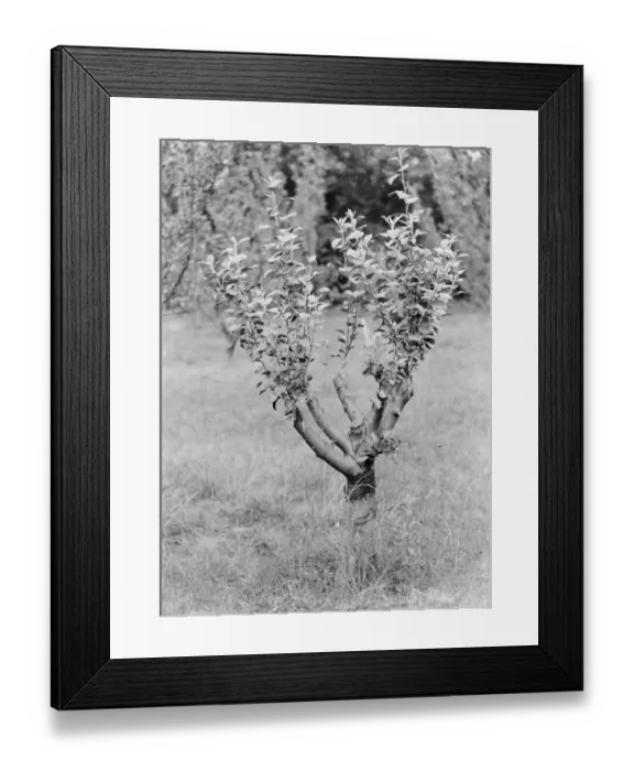 Framed Print : Apple tree. 1935 Framed Print : Apple tree. 1935