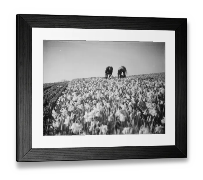 Framed Print : Men picking daffodils at Swanley, Kent for the daffodil harvest. 15 March 1938 Framed Print : Men picking daffodils at Swanley, Kent for the daffodil harvest. 15 March 1938