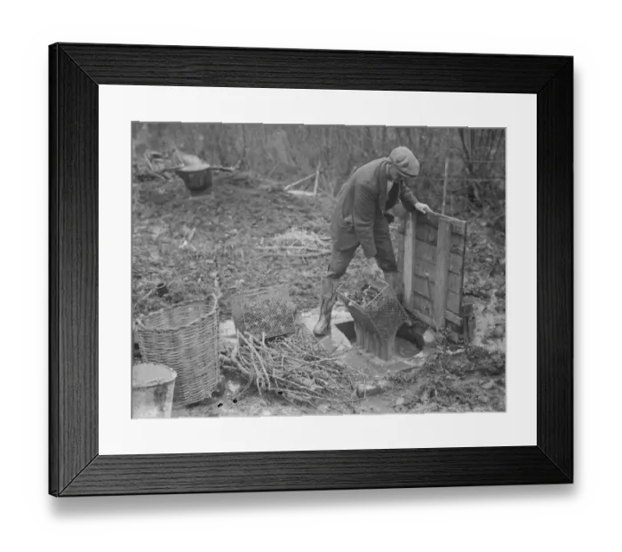 Framed Print : A farmer cultivates his strawberries. 1935 Framed Print : A farmer cultivates his strawberries. 1935