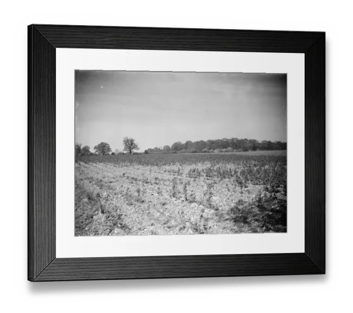 Framed Print : Raspberry plantation ruined by drought. 1938 Framed Print : Raspberry plantation ruined by drought. 1938