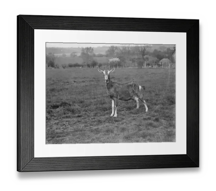 Framed Print : A solitary goat on a goat farm in Birling, Kent. 1939 Framed Print : A solitary goat on a goat farm in Birling, Kent. 1939