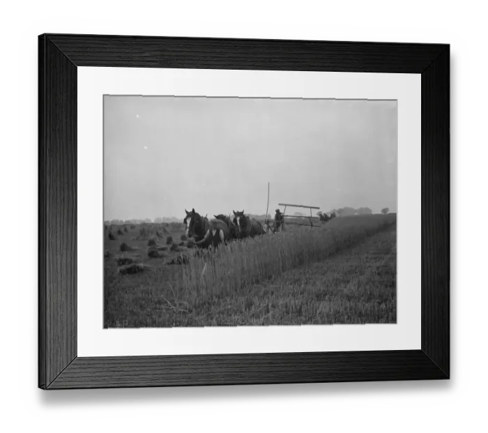 Framed Print : A farmer harvests his fields with his shire horse tethered to Massey Harris Reaper