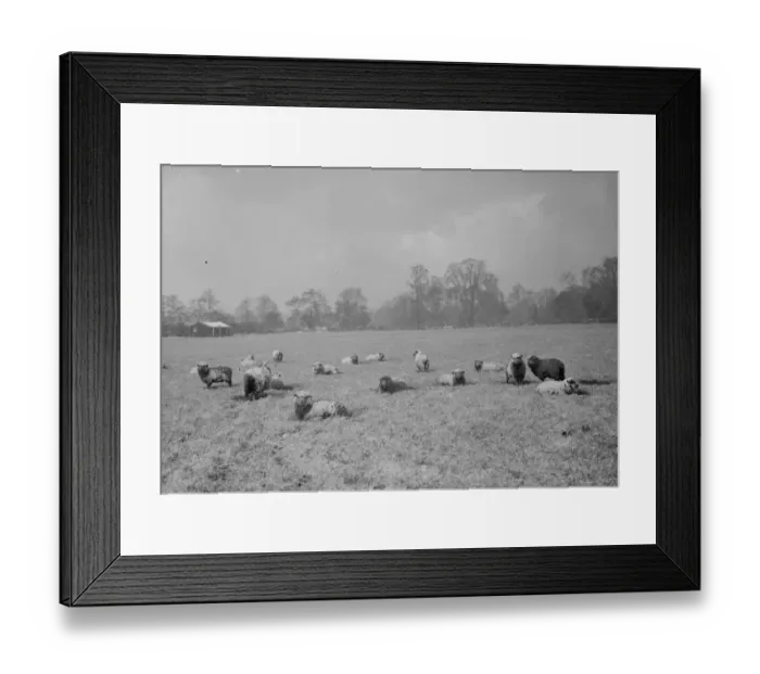 Framed Print : Sheep still covered in a dusting of snow in a field in Bexley, Kent. 1938 Framed Print : Sheep still covered in a dusting of snow in a field in Bexley, Kent. 1938