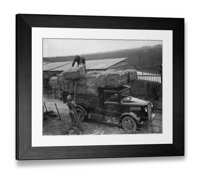 Framed Print : Pattullo Higgs and Co Ltd workers load hay bales onto their company Bedford truck Framed Print : Pattullo Higgs and Co Ltd workers load hay bales onto their company Bedford truck