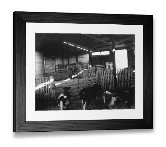 Framed Print : Bullocks in the cattle shed. 1936 Framed Print : Bullocks in the cattle shed. 1936