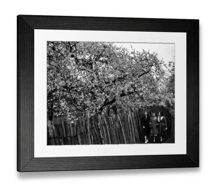 Framed Print : three friends walking down a popular footpath which runs through a cherry blossom Framed Print : three friends walking down a popular footpath which runs through a cherry blossom