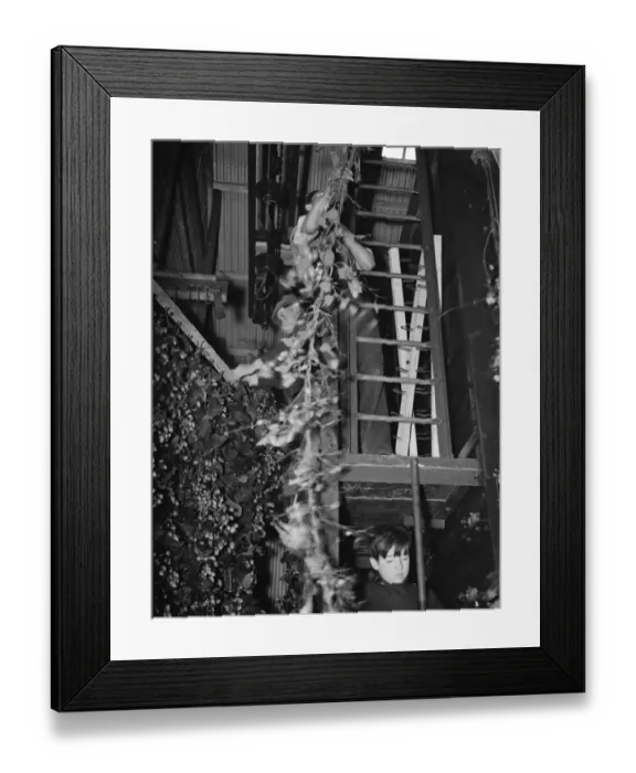 Framed Print : McConnel hinds, feeding bines into the machine. 1937 Framed Print : McConnel hinds, feeding bines into the machine. 1937